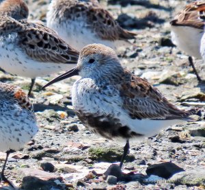 Dunlin