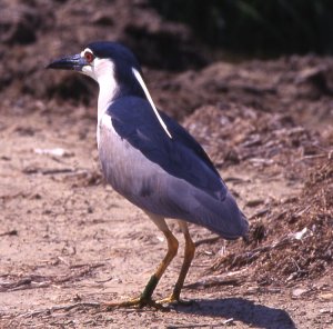 night heron 750.jpg