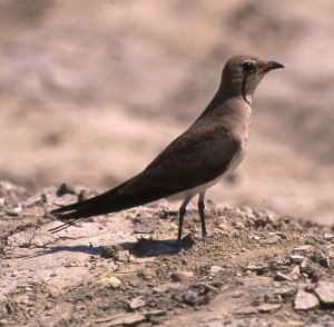 Adult Collared Pratincole.jpg