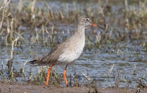 redshank