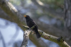 Blackbird's Song