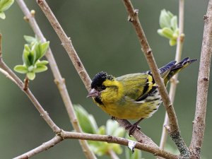 Male Eurasian siskin