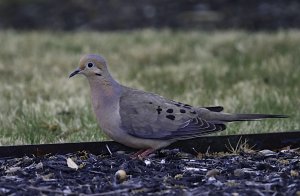 Mourning Dove (male)