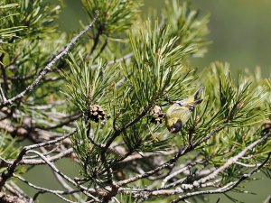 Male siskin