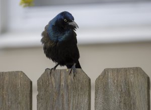 Common Grackle