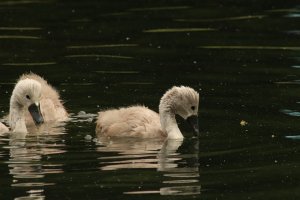 Little Cygnet