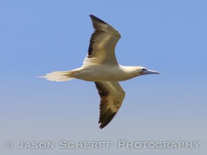 Red-footed booby