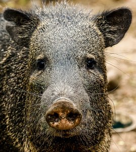 Javalina