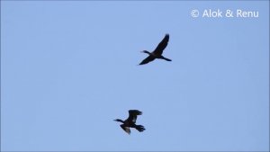 Indian Cormorant : flight : Amazing Wildlife of India by Renu Tewari and Alok Tewari
