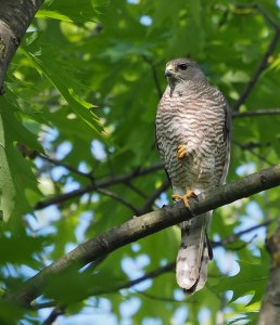 Female Levant Sparrowhawk