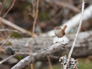 Wren