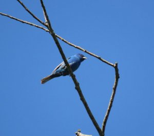 Indigo bunting