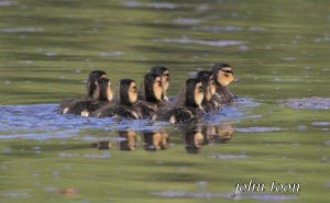 mallard