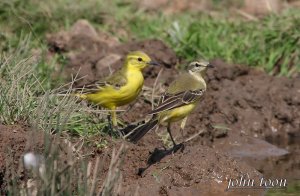 Yellow wagtail