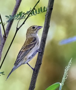 Indigo Bunting (female)