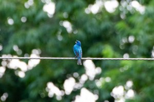 Indigo bunting in song