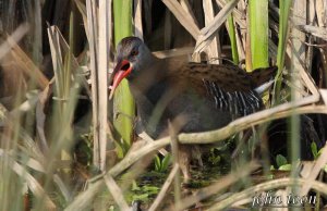 Water rail