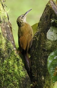 Cocoa Woodcreeper