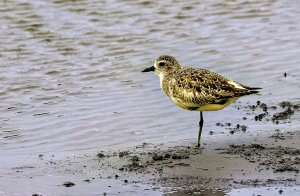 Stanley Pool - BirdForum Opus