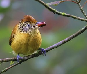 Barred Antshrike (female)