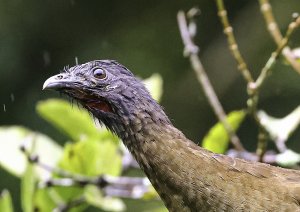 Gray-headed Chachalaca (head view)