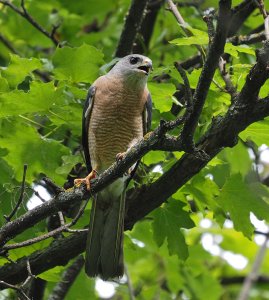 Male Levant Sparrowhawk