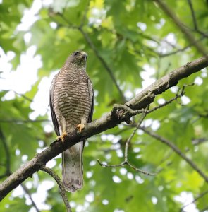 Female Levant Sparrowhawk