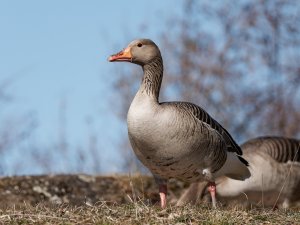 Greylag goose