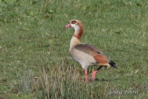 Egyptian goose