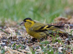 Male siskin