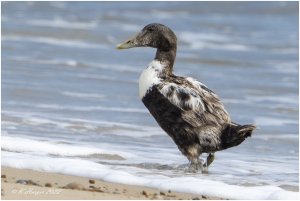 Male Eider in Eclipse