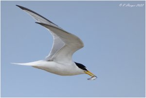 Little Tern and Sandeel