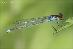 Red Eyed Damselfly