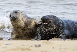 Grey Seal comedy duo...