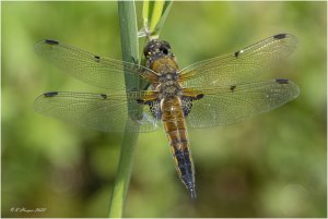 Four-spotted Chaser