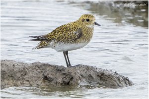 Golden Plover