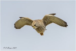 Hunting Kestrel