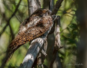 Guabairo_Puerto Rican Nightjar_Antrostomus noctitherus