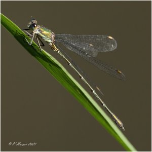 Willow Emerald