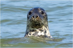 Grey Seal