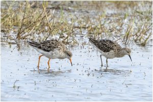 Male and Female Ruff