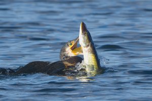 Cormorant with Pike