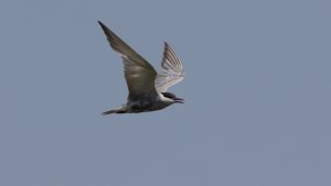 whiskered tern