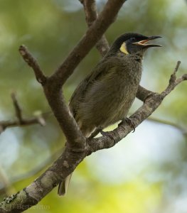 Lewin's Honeyeater-1.jpg