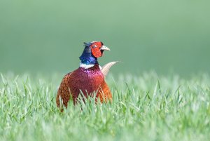 Pheasant in Grass