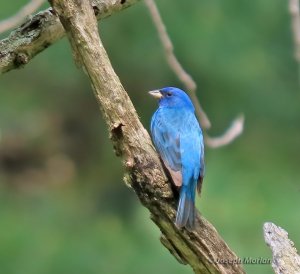 Indigo Bunting