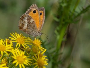 Gatekeeper butterfly.