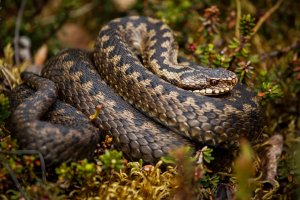 Common European Viper