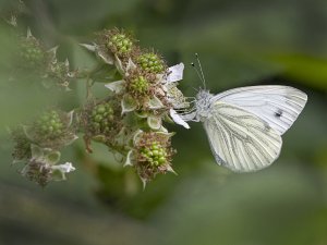 Green-veined white on bramble