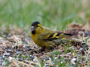 Male siskin